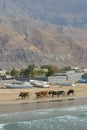Cattle on the Beach at ShaÃ¢â¬â¢am in the UAE